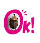 クワガタとカブトムシスタンプ beetle（個別スタンプ：13）