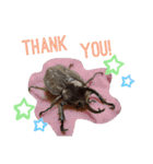 クワガタとカブトムシスタンプ beetle（個別スタンプ：14）