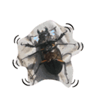 クワガタとカブトムシスタンプ beetle（個別スタンプ：15）