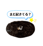 クワガタとカブトムシスタンプ beetle（個別スタンプ：16）