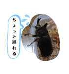 クワガタとカブトムシスタンプ beetle（個別スタンプ：17）