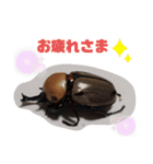 クワガタとカブトムシスタンプ beetle（個別スタンプ：22）