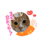 コロボルコンビ（個別スタンプ：14）