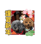 新年スタンプ プードル（個別スタンプ：14）