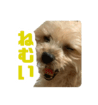 80パーセントくらい犬（個別スタンプ：1）