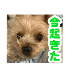 80パーセントくらい犬（個別スタンプ：2）