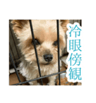 80パーセントくらい犬（個別スタンプ：3）