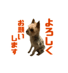 80パーセントくらい犬（個別スタンプ：4）