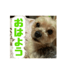 80パーセントくらい犬（個別スタンプ：5）