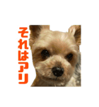 80パーセントくらい犬（個別スタンプ：7）