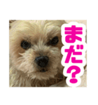 80パーセントくらい犬（個別スタンプ：8）