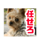 80パーセントくらい犬（個別スタンプ：9）