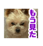 80パーセントくらい犬（個別スタンプ：10）