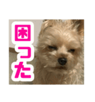 80パーセントくらい犬（個別スタンプ：11）