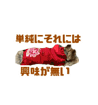 80パーセントくらい犬（個別スタンプ：12）