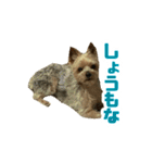 80パーセントくらい犬（個別スタンプ：13）