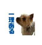 80パーセントくらい犬（個別スタンプ：14）