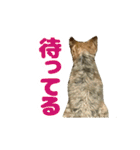 80パーセントくらい犬（個別スタンプ：15）