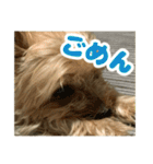 80パーセントくらい犬（個別スタンプ：16）