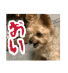 80パーセントくらい犬（個別スタンプ：17）