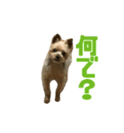 80パーセントくらい犬（個別スタンプ：18）