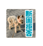 80パーセントくらい犬（個別スタンプ：19）
