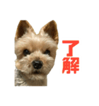 80パーセントくらい犬（個別スタンプ：20）