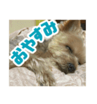 80パーセントくらい犬（個別スタンプ：21）