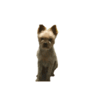 80パーセントくらい犬（個別スタンプ：23）