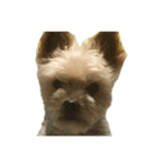 80パーセントくらい犬（個別スタンプ：24）
