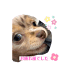 デイジーとアーサー②（個別スタンプ：6）