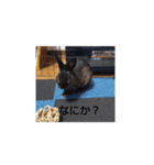 つんでれうさちゃん（個別スタンプ：2）