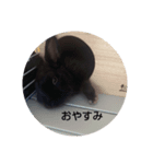つんでれうさちゃん（個別スタンプ：6）