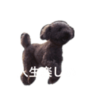 人面犬リズ（個別スタンプ：1）
