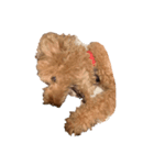 人面犬リズ（個別スタンプ：5）