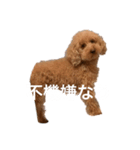 人面犬リズ（個別スタンプ：7）