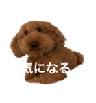人面犬リズ（個別スタンプ：8）