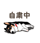 ゆるい黒コーギースタンプ 2【新しい冬】（個別スタンプ：3）