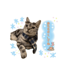 ねこカフェなる vol.3（個別スタンプ：9）