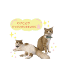 ねこカフェなる vol.3（個別スタンプ：15）