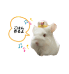 とうふとつみれそしてもちきん（個別スタンプ：6）