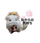 とうふとつみれそしてもちきん（個別スタンプ：9）