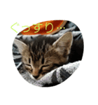 猫ママ（個別スタンプ：3）