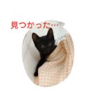 猫ママ（個別スタンプ：5）