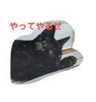 猫ママ（個別スタンプ：6）