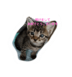 猫ママ（個別スタンプ：7）