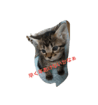 猫ママ（個別スタンプ：8）