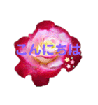 薔薇の花の日常言葉（個別スタンプ：2）