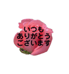 薔薇の花の日常言葉（個別スタンプ：4）