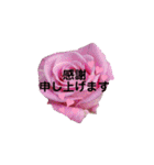 薔薇の花の日常言葉（個別スタンプ：10）